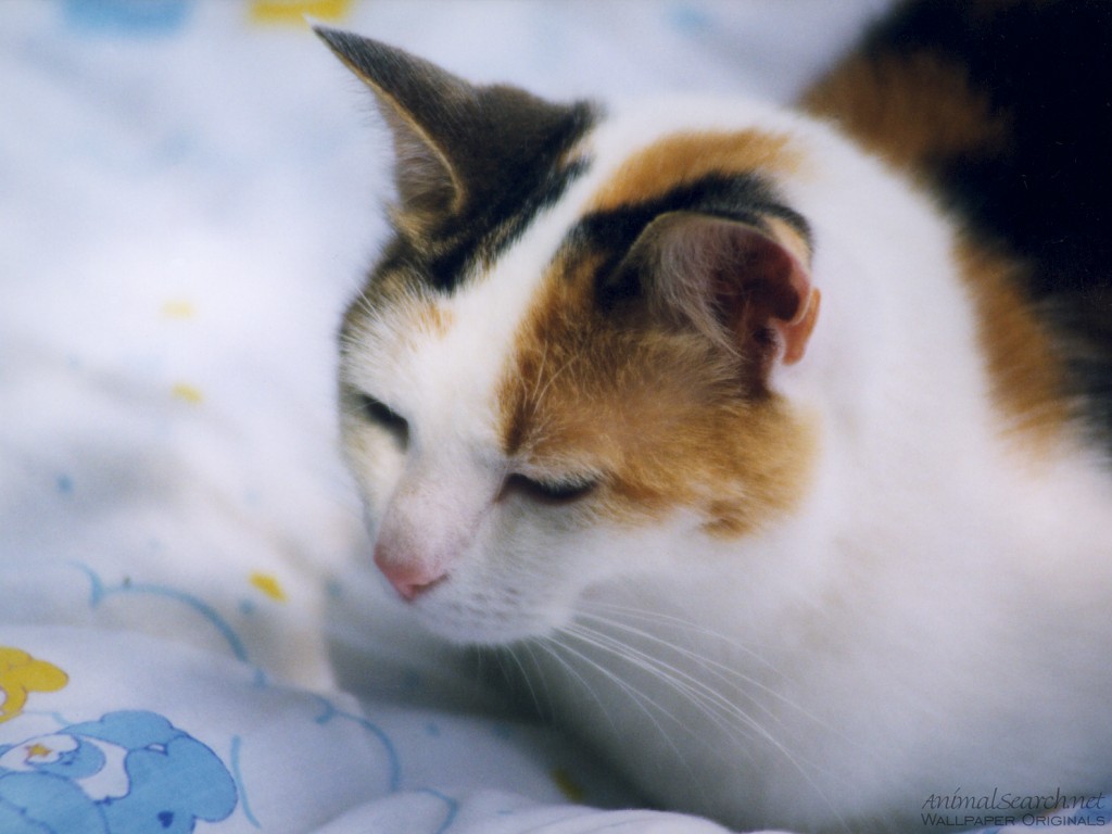 Kucing siapa pulak ni.. kucing gatal agaknya..!