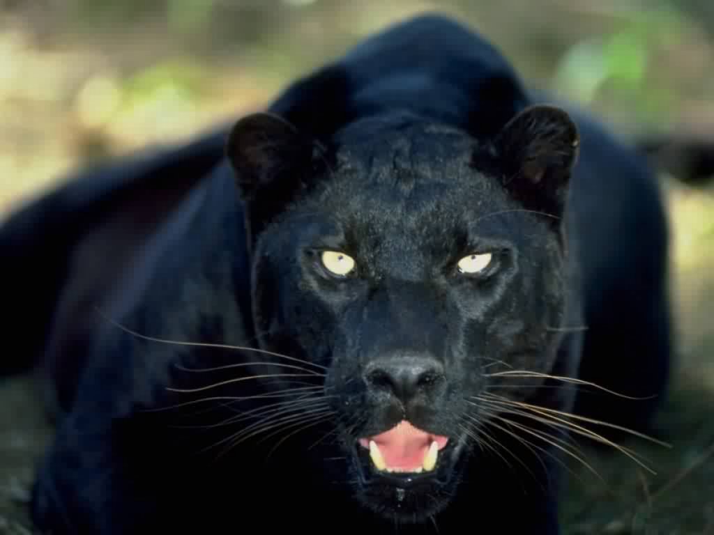 harimaukumbang